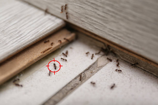 Professional Pest Control in Orofino, ID