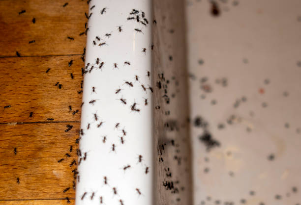 Bird Control in Orofino, ID